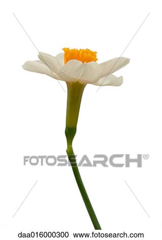 Daffodil, close-up View Large Photo Image Stock Image - Daffodil, close-up. Fotosearch
