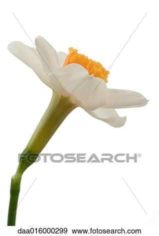 Daffodil, close-up View Large Photo Image Stock Photo - Daffodil, close-up. Fotosearch