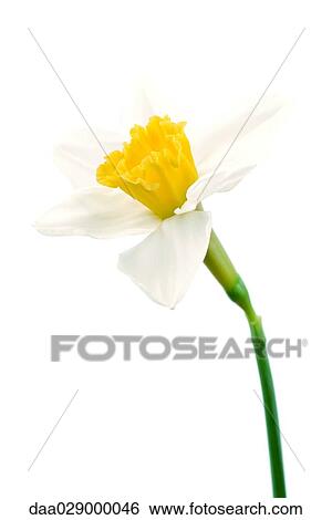 Daffodil, close-up View Large Photo Image Stock Photograph - Daffodil, close-up. Fotosearch