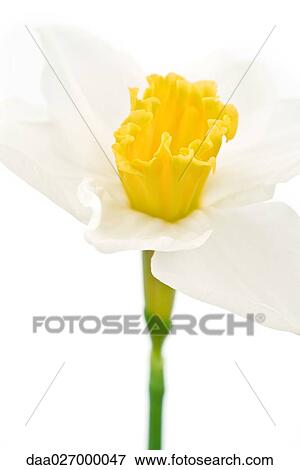 Stock Photo - Daffodil flower, close-up. Fotosearch
