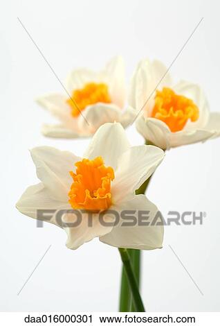 Daffodils, close-up View Large Photo Image Stock Image - Daffodils, close-up. Fotosearch