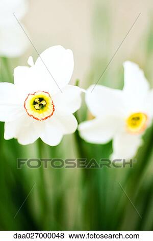 Daffodils View Large Photo Image Stock Photo - Daffodils. Fotosearch