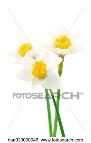 Stock Photograph - Daffodils. Fotosearch