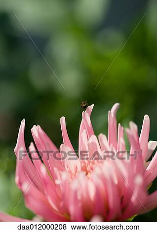 Dahlia blooming View Large Photo Image Stock Photo - Dahlia blooming. Fotosearch