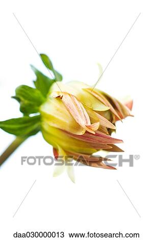 Dahlia flower opening View Large Photo Image Stock Image - Dahlia flower opening. Fotosearch