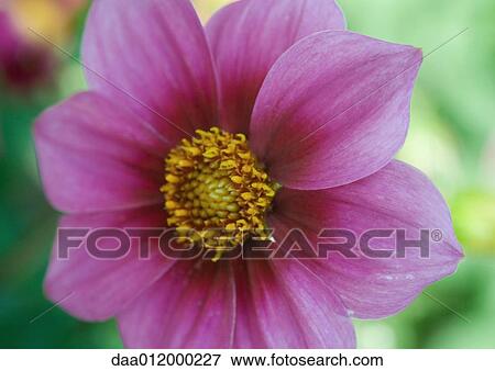 Dahlia, Northwest Cosmos View Large Photo Image Stock Photo - Dahlia, Northwest Cosmos. Fotosearch