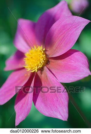 Stock Photograph - Dahlia, Northwest Cosmos. Fotosearch