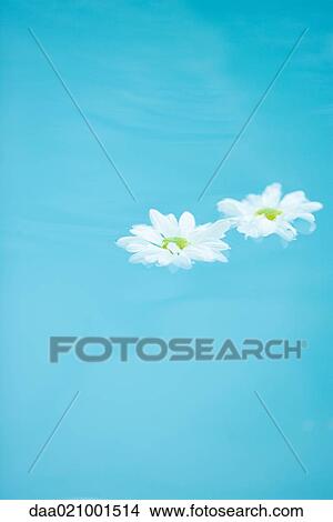 Picture - Daisies floating on surface of water. Fotosearch