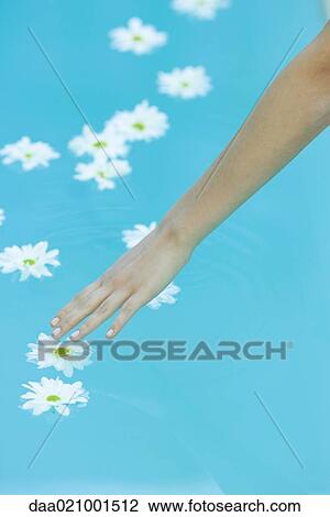 Stock Image - Daisies floating on surface of water, woman's arm reaching to touch flower. Fotosearch