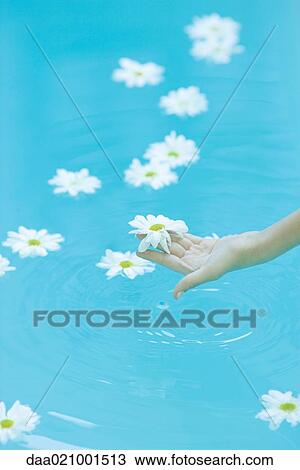 Stock Image - Daisies floating on surface of water, woman's hand picking up flower. Fotosearch
