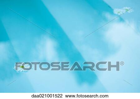 Stock Image - Daisies floating on surface of water. Fotosearch