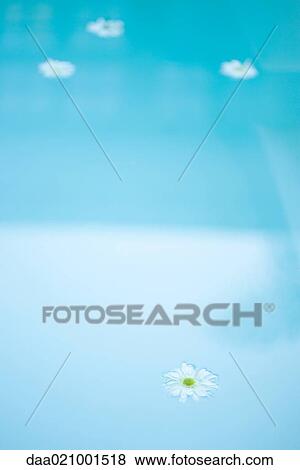 Stock Photo - Daisies floating on surface of water. Fotosearch