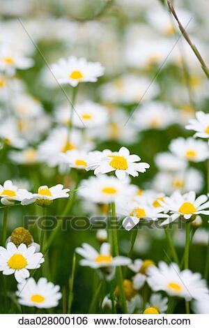 Stock Photograph - Daisies growing, close-up. Fotosearch