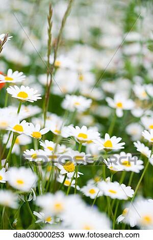 Daisies growing in field, close-up View Large Photo Image Stock Image - Daisies growing in field, close-up. Fotosearch