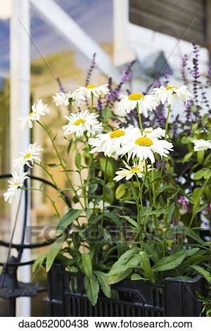 Stock Photo - Daisies growing in planter. Fotosearch