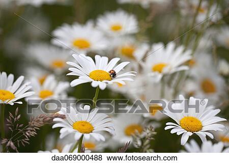 Daisies in bloom View Large Photo Image Stock Photo - Daisies in bloom. Fotosearch