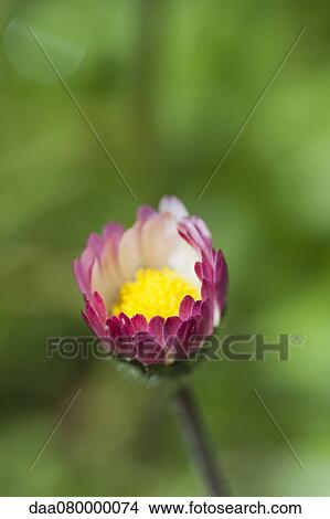 Daisy blooming View Large Photo Image Picture - Daisy blooming. Fotosearch