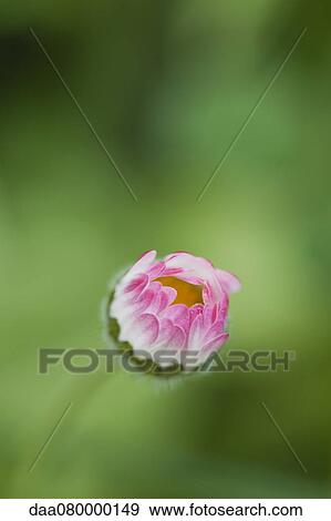 Daisy blooming View Large Photo Image Stock Photo - Daisy blooming. Fotosearch