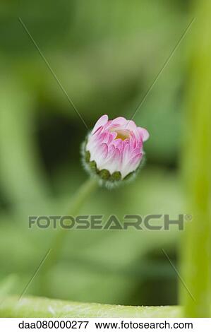Daisy blooming View Large Photo Image Stock Photo - Daisy blooming. Fotosearch