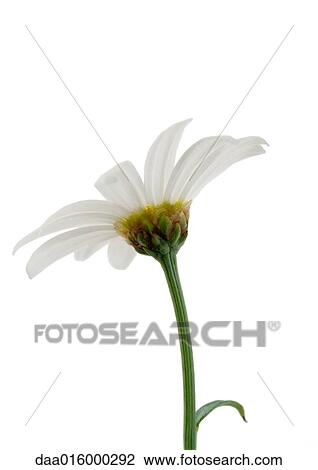 Stock Image - Daisy, close-up. Fotosearch