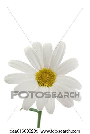 Daisy, close-up View Large Photo Image Stock Photography - Daisy, close-up. Fotosearch
