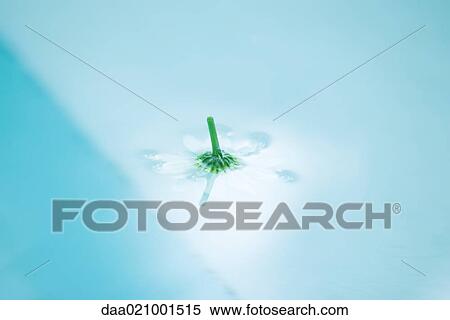 Daisy floating on surface of water, upside down View Large Photo Image Stock Photography - Daisy floating on surface of water, upside down. Fotosearch