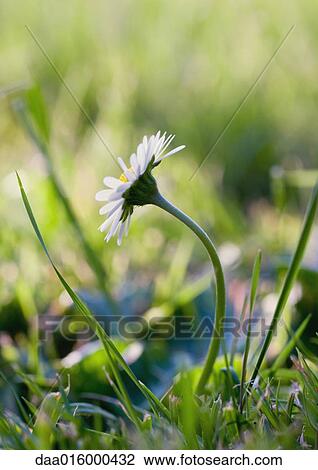 Daisy growing in grass View Large Photo Image Stock Image - Daisy growing in grass. Fotosearch