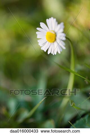 Stock Image - Daisy growing in grass. Fotosearch