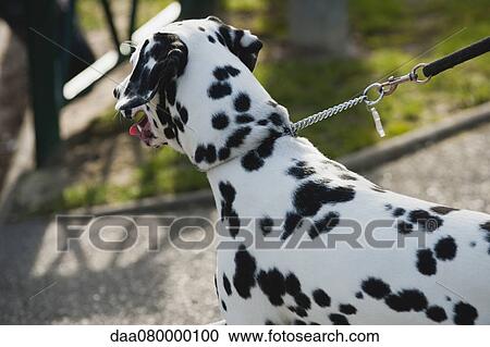 Dalmatian dog out for a walk View Large Photo Image Stock Image - Dalmatian dog out for a walk. Fotosearch