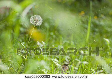 Dandelion flowers View Large Photo Image Stock Image - Dandelion flowers. Fotosearch