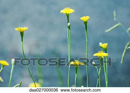 Dandelion flowers View Large Photo Image Stock Photograph - Dandelion flowers. Fotosearch