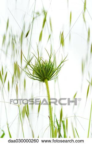 Dandelion growing, low angle view View Large Photo Image Stock Image - Dandelion growing, low angle view. Fotosearch