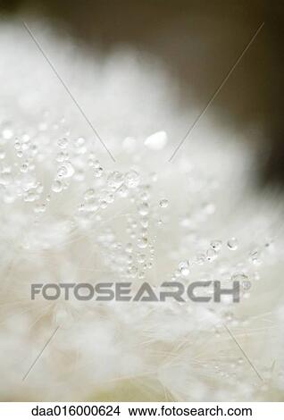 Dandelion seed head covered with drops of water View Large Photo Image Picture - Dandelion seed head covered with drops of water. Fotosearch