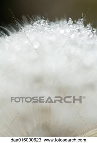 Dandelion seed head covered with drops of water View Large Photo Image Stock Image - Dandelion seed head covered with drops of water. Fotosearch