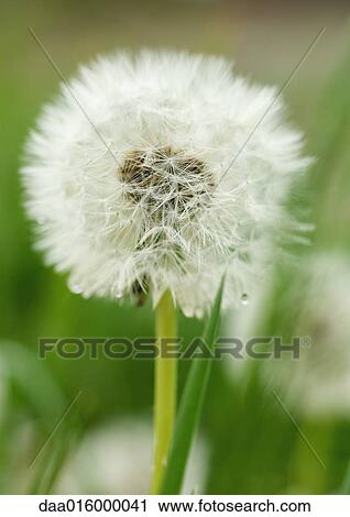 Dandelion seed head View Large Photo Image Stock Image - Dandelion seed head. Fotosearch