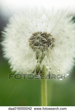 Dandelion seed head View Large Photo Image Stock Image - Dandelion seed head. Fotosearch