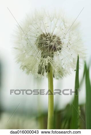 Dandelion seed head View Large Photo Image Stock Image - Dandelion seed head. Fotosearch