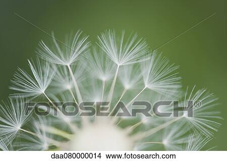 Picture - Dandelion seedhead, close-up. Fotosearch