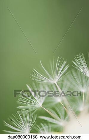 Dandelion seedhead, close-up View Large Photo Image Stock Photo - Dandelion seedhead, close-up. Fotosearch