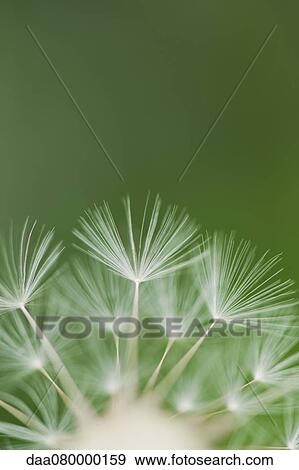 Stock Photo - Dandelion seedhead, close-up. Fotosearch