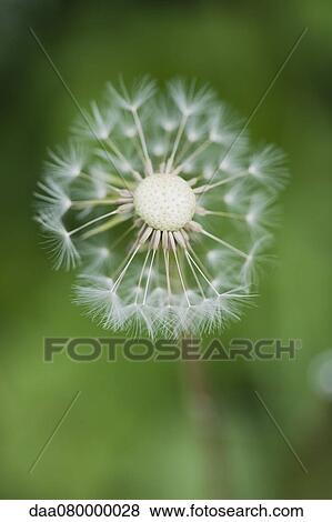 Dandelion seedhead View Large Photo Image Stock Photo - Dandelion seedhead. Fotosearch