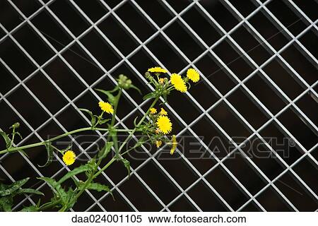 Dandelions and metal grate View Large Photo Image Stock Photography - Dandelions and metal grate. Fotosearch