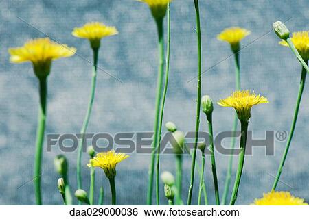 Dandelions growing, close-up View Large Photo Image Stock Photograph - Dandelions growing, close-up. Fotosearch