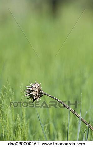 Dead flower View Large Photo Image Stock Image - Dead flower. Fotosearch