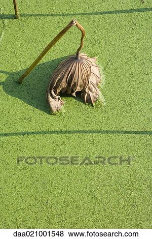 Dead leaf sinking into duckweed on surface of water, close-up View Large Photo Image Stock Photo - Dead leaf sinking into duckweed on surface of water, close-up. Fotosearch