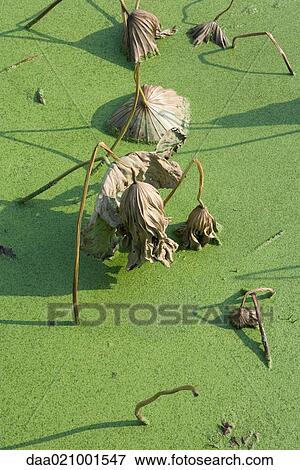 Stock Photo - Dead leaves sinking into duckweed on surface of water, close-up. Fotosearch