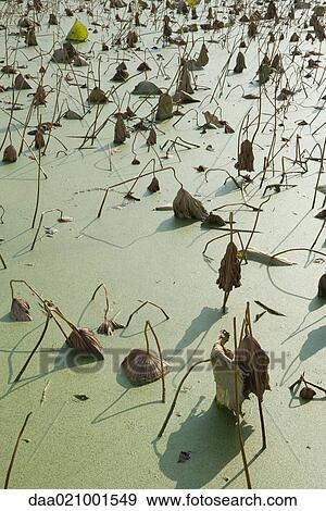 Stock Photo - Dead leaves sinking into duckweed on surface of water, full frame. Fotosearch