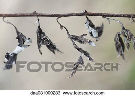 Stock Image - Dead plant, close-up. Fotosearch