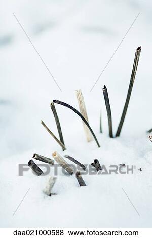 Dead plant stems emerging from snow View Large Photo Image Stock Photo - Dead plant stems emerging from snow. Fotosearch