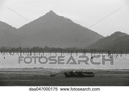 Dead trees standing in lake, canoes on shore, Sri Lanka View Large Photo Image Stock Photography - Dead trees standing in lake, canoes on shore, Sri Lanka. Fotosearch